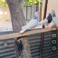 کبوتر طوقی کاکلی