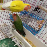 طوطی برزیلی جفت کار داده|پرنده|قزوین, |دیوار