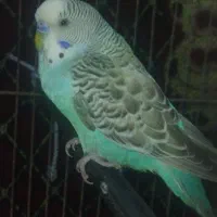 دو عدد مرغ عشق خوش رنگ و زیبا|پرنده|کبودرآهنگ, |دیوار