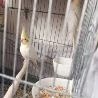 عروس هلندی مولد|پرنده|قم, چهل اختران|دیوار