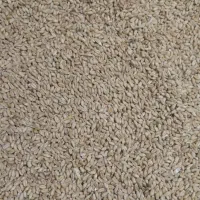 گندم درجه یک گندم تارم