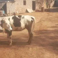 گاو|حیوانات مزرعه|مسجد سلیمان, |دیوار