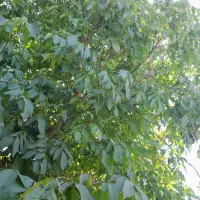 خرید و اجاره درخت گردو نقدی