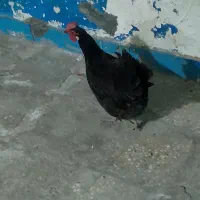 اهواز کوت عبدالله