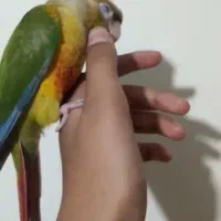 طوطی گیرینچیک دستی بانمک سخنگو|پرنده|تفت, |دیوار