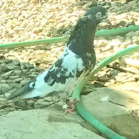 ماده پاکستانی