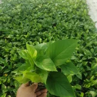 تولیدی گل و گیاه آپارتمانی اَپتوس نقد و اقساط|گل و گیاه طبیعی|مشهد, توس (بلوار توس)|دیوار