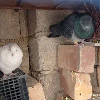 سه عدد کبوتر دوری