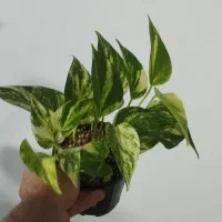 پتوس برگ پهن