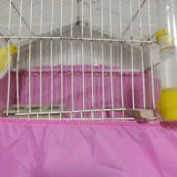 قناری|پرنده|اشتهارد, |دیوار