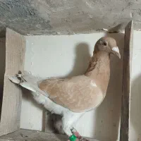 کبوتر