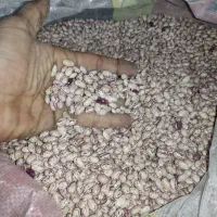 لوبیا چیتی زودپز (بشرط پخت)