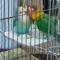 پا کوتاه برزیلی|پرنده|کهریزک, |دیوار