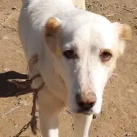 واگذاری ماده آلابای