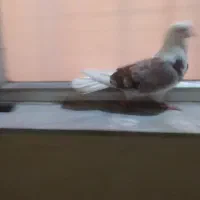 کبوتر گمشده