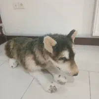 عروسک سگ نگهبان|اسباببازی|پرند, فاز ۳|دیوار