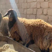 شیشک قوچ هترو|حیوانات مزرعه|شهرضا, |دیوار