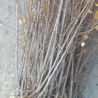 فروش نهال ودرخت البالو