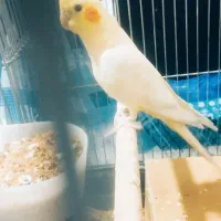 عروس هلندی نر آواز خان