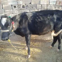 فروش گاو شیری