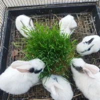 معاوضه با خرگوش و خوکچه