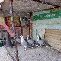 کبوتر بدرنگ و پلاکی