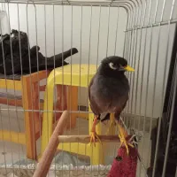 مرغ مینا|پرنده|کرمانشاه, |دیوار