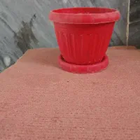 گلدان پلاستیکی|گل و گیاه طبیعی|قم, شاه ابراهیم|دیوار