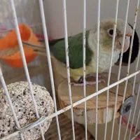 گرینچیک ماده پاین اپل دستی و مولد|پرنده|مشهد, صداقیه|دیوار