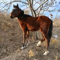 اسب کره نریان