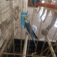 یک عدد عروس هلندی نر