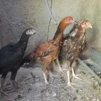 جوجه مرغ لاری