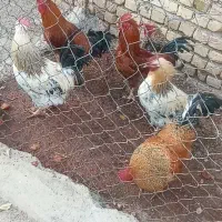 خروس فروشی محلی