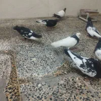 سینه سیاه و طوقی|پرنده|اهواز, شهرک برق|دیوار