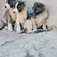 توله سگ افغان ااصل