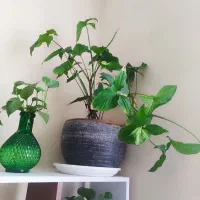 گل آپارتمانی