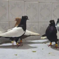 رنگی|پرنده|اهواز, اهواز|دیوار