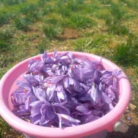 زعفران اعلا موجود است گرمی۲۲۰ هزار تومان