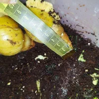 فروش حلزون بزرگ|خزنده|ارومیه, |دیوار