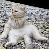 و ا گ ذ ا ر ی /گ ر ب ه /اسکاتیش/اصیل/عسلی بلو
