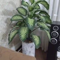 گل دیفن باخیا|گل و گیاه طبیعی|گلبهار, شهر جدید گلبهار|دیوار