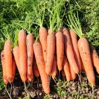 دسته کارگر هویچ چین