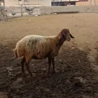 گوسفند قزل افشار شکم اول آبستن سنو گرافی شده دوقلو