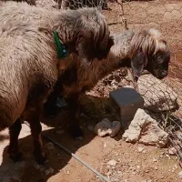 تعدادی میش ابستن
