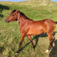 اسب نر چهار ساله