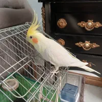 طوطی عروس نامبروان