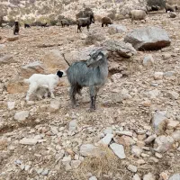 4راس بز با 4راس کهره