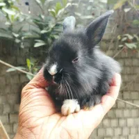 خرگوش