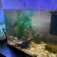 آکواریوم با لوازم و ماهی|ماهی|خاوران, |دیوار