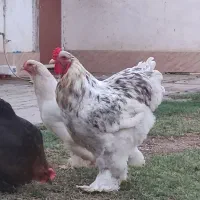 تخم نطفه دار|حیوانات مزرعه|گنبد کاووس, |دیوار